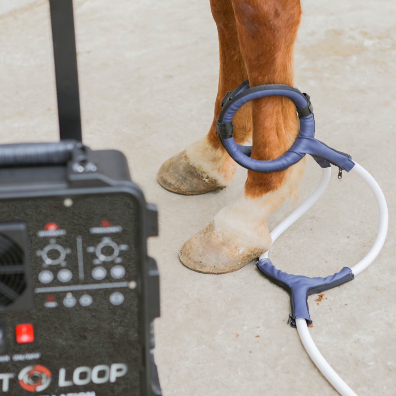PMST LOOP PEMF Therapy Horse E - Therapy Health And Wellness review and price